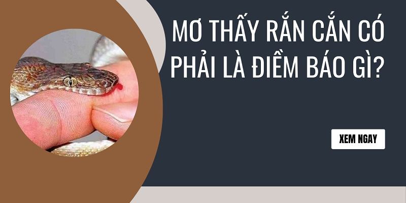 Mơ thấy rắn đỏ cắn có ảnh hưởng xấu không?