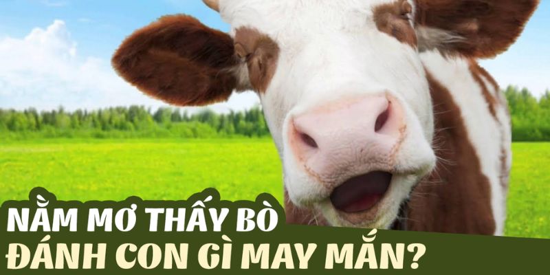 Đi Tìm Ý Nghĩa Cụ Thể Giấc Mơ Thấy Con Bò Có May Mắn Hay Không?